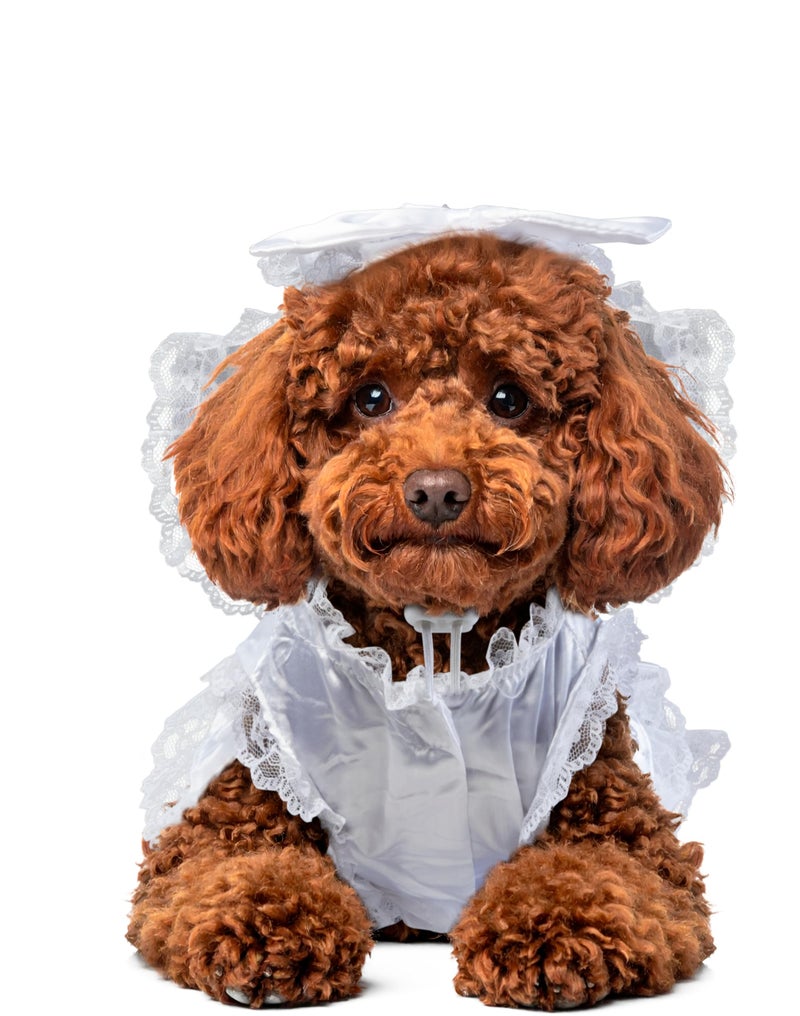 Rubies Bride Pet Costume for Dogs or Cats, Small - Image 1